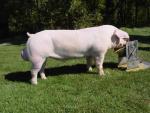American Landrace - pig breeds | goris jishebi | ღორის ჯიშები